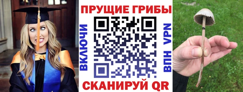Псилоцибиновые грибы Psilocybe  МЕГА tor  Дубна  что такое  